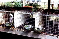 Fur - Cages 3 [ 24.34 Kb ]