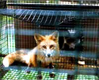 Krzno - Bolesna lisica u kavezu na farmi [ 25.68 Kb ]