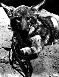 Fur - Fox in the trap [ 28.77 Kb ]