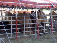 Camels in the Safari circus [ 120.90 Kb ]