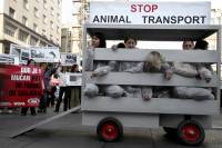 Demo against animal transport 2009. [ 468.19 Kb ]