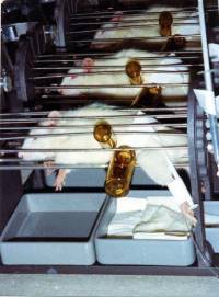 �takori u pokusima [ 75.82 Kb ]