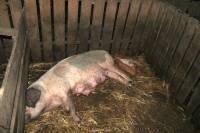 Pig Farm 'Eko Mavrovic' 7 [ 843.97 Kb ]