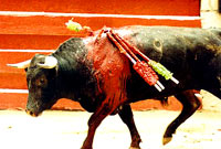 Bull-fighting and Fiesta -06 [ 25.25 Kb ]