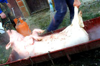 Kolinje - Backyard pig slaughter 07 [ 54.87 Kb ]
