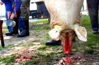 Kolinje - Backyard pig slaughter 10 [ 71.19 Kb ]