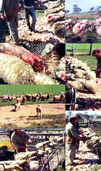 Breeding, transport and slaughter of sheep 7 [ 171.37 Kb ]