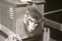 Screenshot/YouTube - pokus na primatu [ 46.81 Kb ]