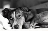 Tu�an pas - izvor: www.pet360.com [ 34.89 Kb ]