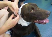 Pru�anje pomo�i ozlije�enoj �ivotinji - izvor: http://pets-to-me.blogspot.com [ 26.55 Kb ]