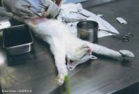 Surgical procedure during an experiment on a cat - copyright: Brian Gunn, source www.animalexperimentspictures.com [ 297.42 Kb ]