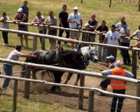 Natjecanje-konji vuku trupce Bake Otarije