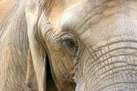 Afrički slon [ 191.38 Kb ]