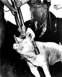 Omlamljivanje svinje [ 28.96 Kb ]