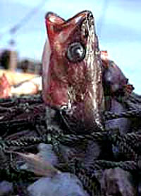 Riba ulovljena u mrežu [ 26.04 Kb ]