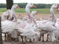 Industrija perja [ 40.56 Kb ]