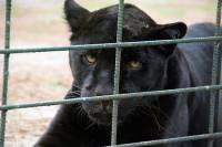 Pantera [ 55.60 Kb ]