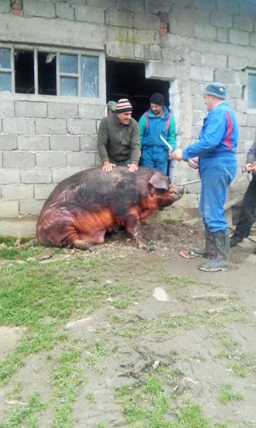 Slaughtering the pig in Sisak