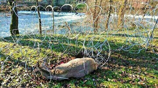 Animal Rights Day Marked With Razor-blade Wire [ 166.31 Kb ]