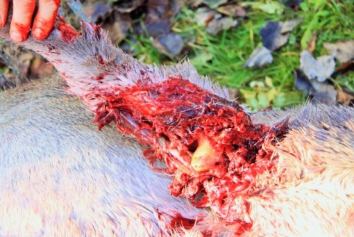 Animal Rights Day Marked With Razor-blade Wire [ 123.26 Kb ]