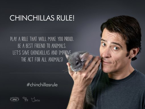 Chinchillas Rule - Goran Višnjić [ 777.36 Kb ]