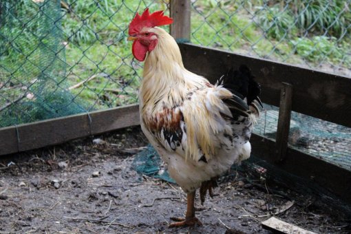 Rescued animals at the ZeGeVege Festival 2 [ 287.78 Kb ]