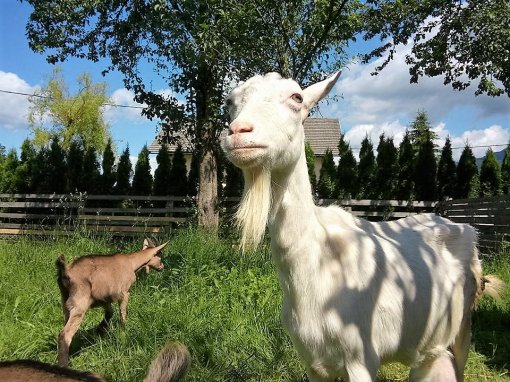 Animal shelter Koki 1 [ 329.67 Kb ]