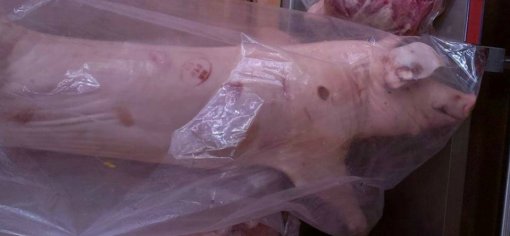 abused pig from Metro Sesvete [ 61.92 Kb ]