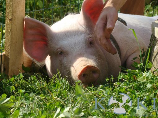 Odi, Ksenija, Koki 2 [ 457.26 Kb ]