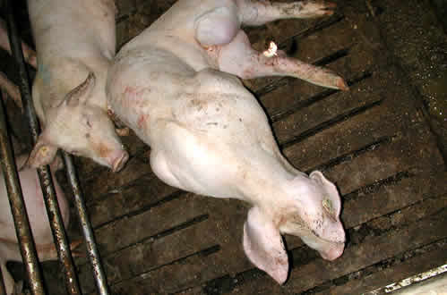 Pig farm 10