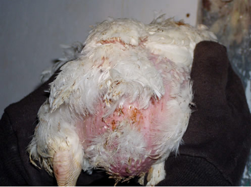 Chicken farm 1