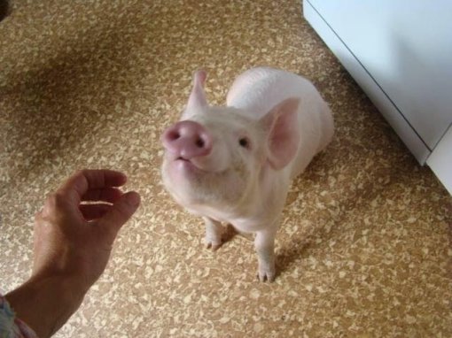 Odi, Ksenija, Koki [ 56.72 Kb ]