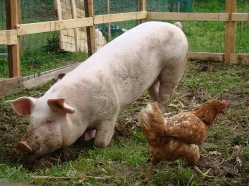 Odi, Ksenija, Koki [ 79.20 Kb ]