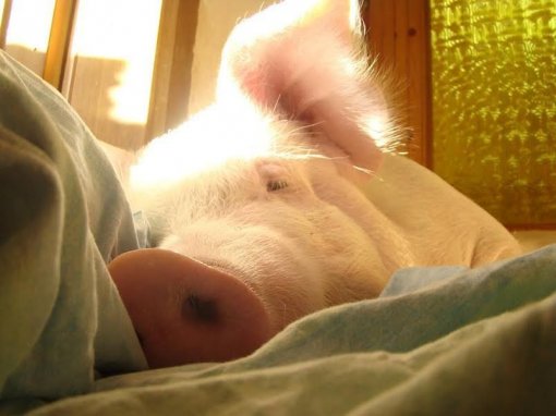 Odi, Ksenija, Koki [ 51.21 Kb ]