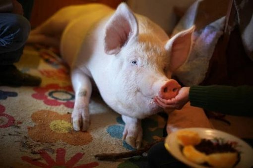 Odi, Ksenija, Koki [ 32.99 Kb ]