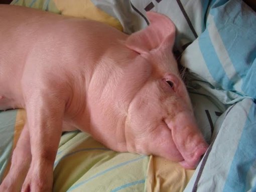 Odi, Ksenija, Koki [ 34.41 Kb ]