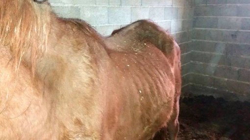 neglected horse from Oroslavlje [ 78.55 Kb ]