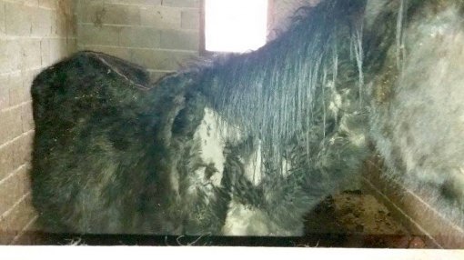 neglected horse from Oroslavlje [ 82.95 Kb ]