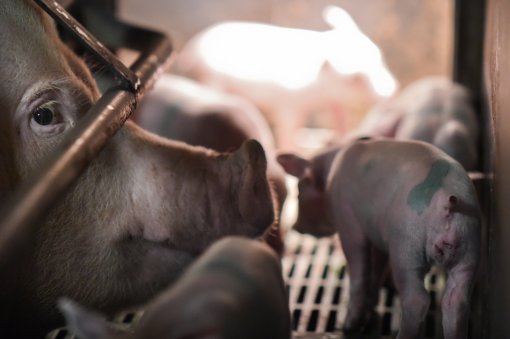 World Day for Farmed Animals, photo: Jo-Anne McArthur for We Animals [ 398.31 Kb ]