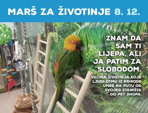 Papiga [ 548.49 Kb ]