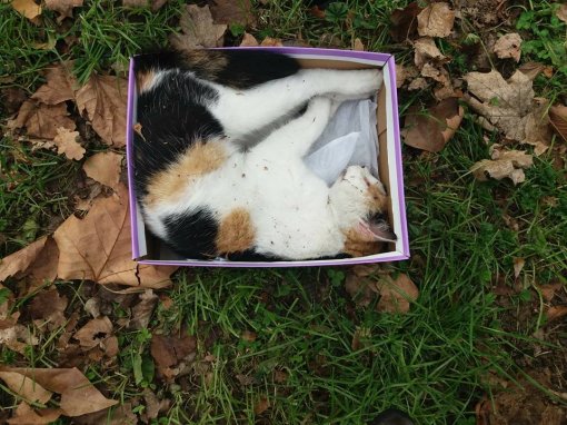 Mrtva mačka u kutiji za cipele [ 138.86 Kb ]