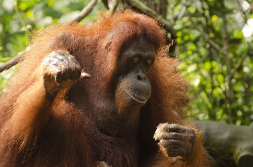 Palmino ulje - orangutan [ 333.98 Kb ]