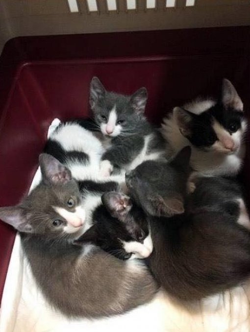 Abandoned kittens - organization SOS CAT