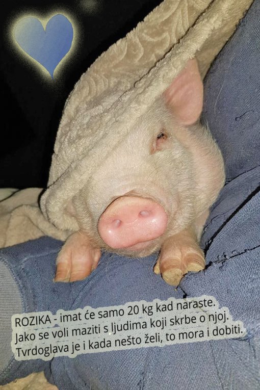 Rozika [ 528.80 Kb ]