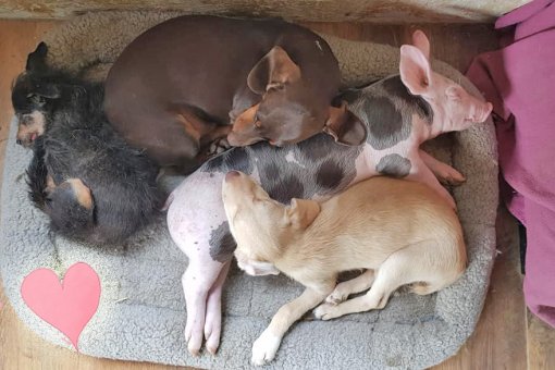 Drustvo [ 364.81 Kb ]