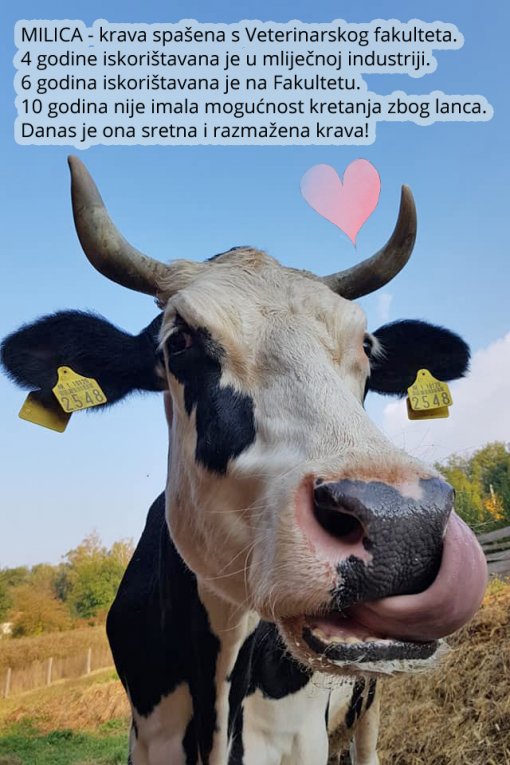 Milica [ 350.08 Kb ]