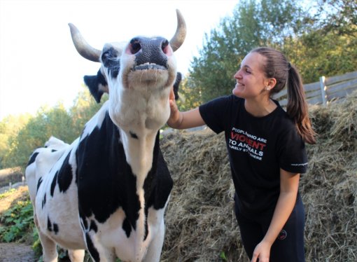 krava Milica [ 506.32 Kb ]