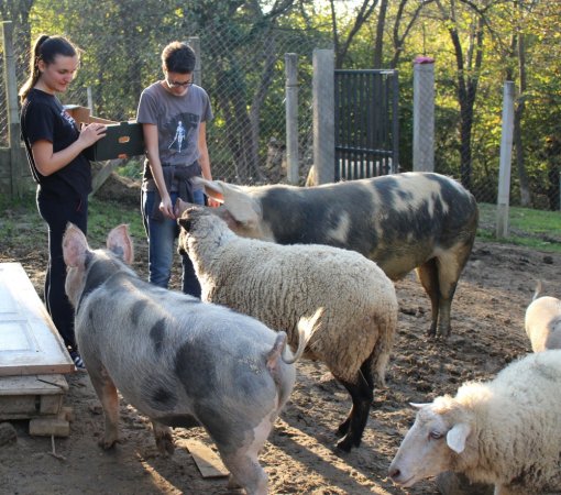 hranjenje �ivotinja s farmi [ 889.67 Kb ]