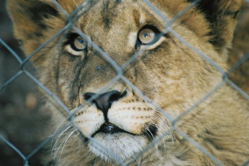 lavi� [ 176.56 Kb ]