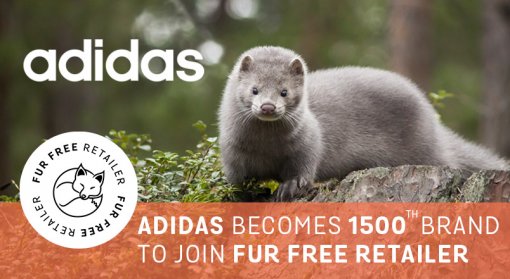 Adidas joins FFR [ 136.93 Kb ]